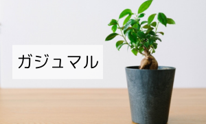 ガジュマル