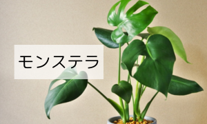 モンステラ